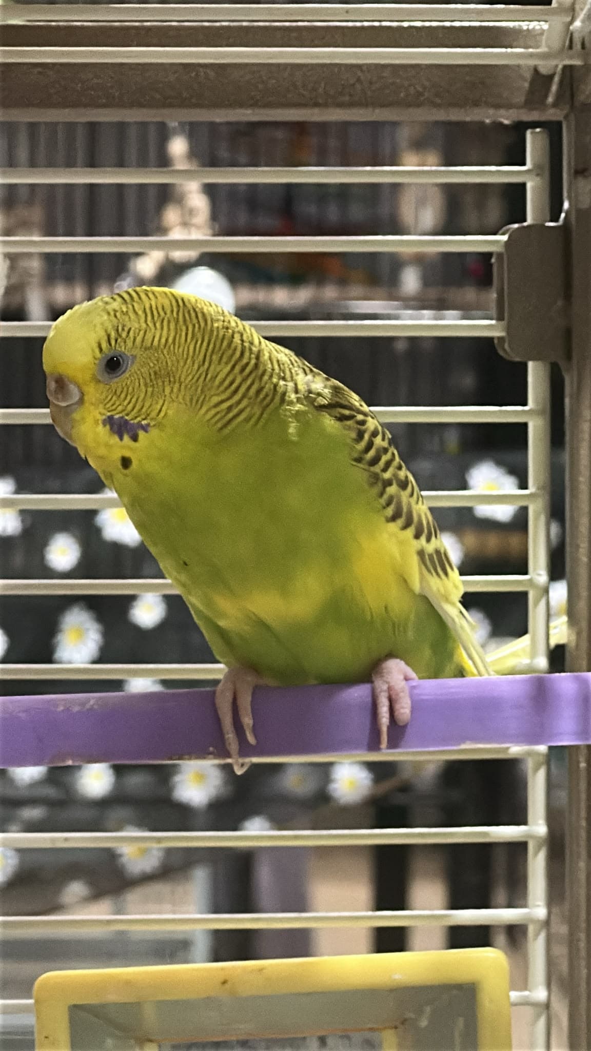 Enriching Your Bird's Life: Creating a Stimulating Environment in Toronto