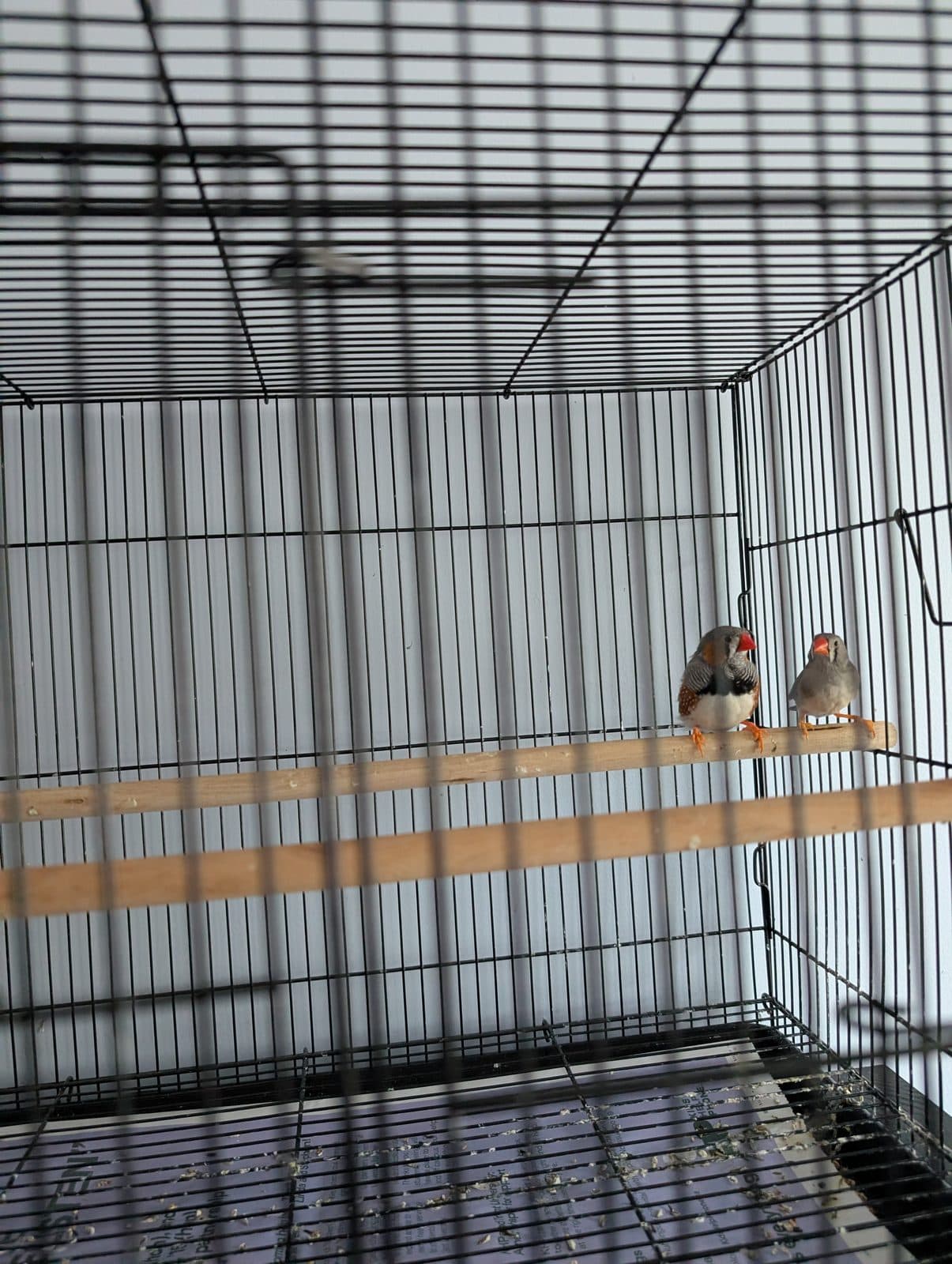 Sebastien & Hershey — Bonded Finch Pair, available for adoption — photo 1 of 2
