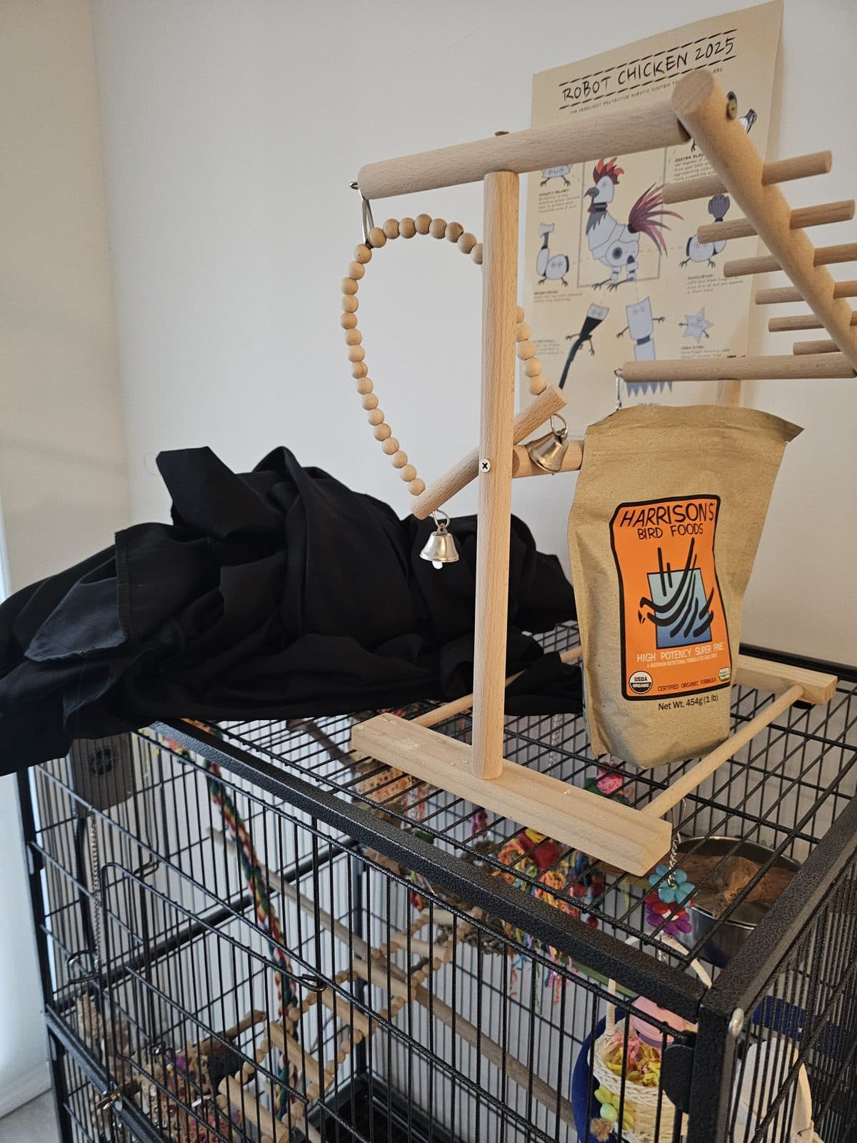 Merry, available for adoption — photo 1 of 9