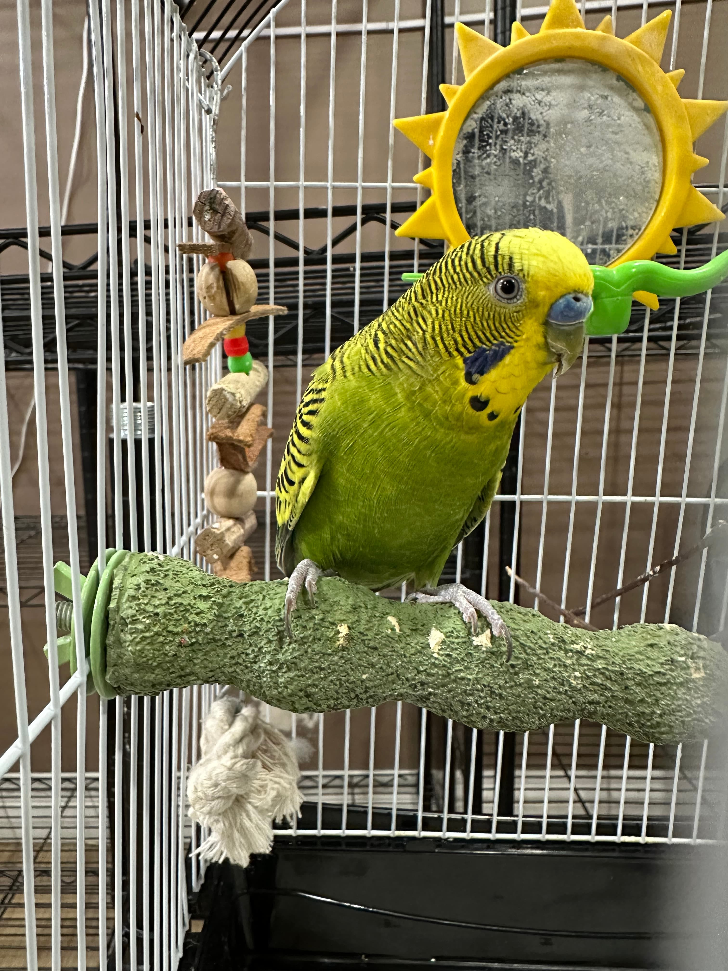 Leila & Kiwi, available for adoption — photo 1 of 3