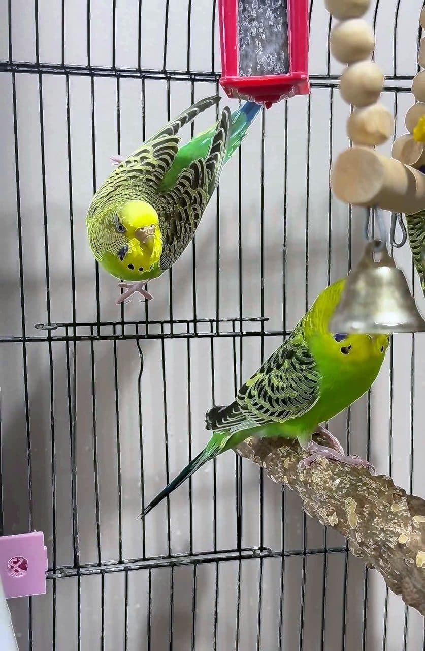 Byron, Blake & Keats (Bonded Trio), available for adoption — photo 1 of 6