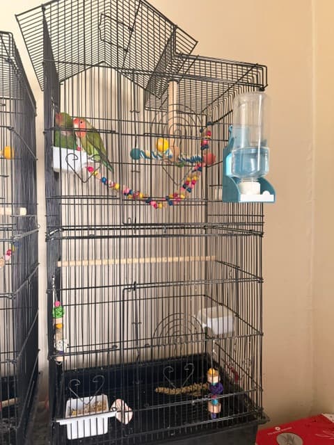 Lovebird Pair — Bonded, available for adoption — photo 1 of 2