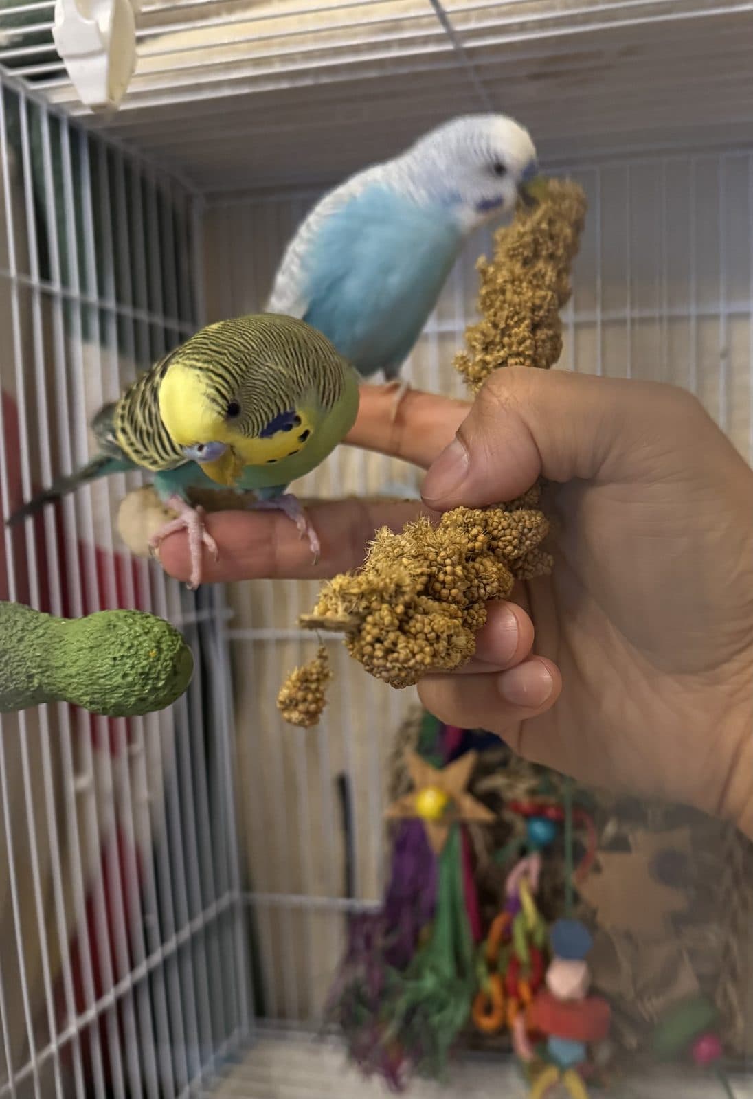 Understanding and Preventing Boredom in Your Companion Bird