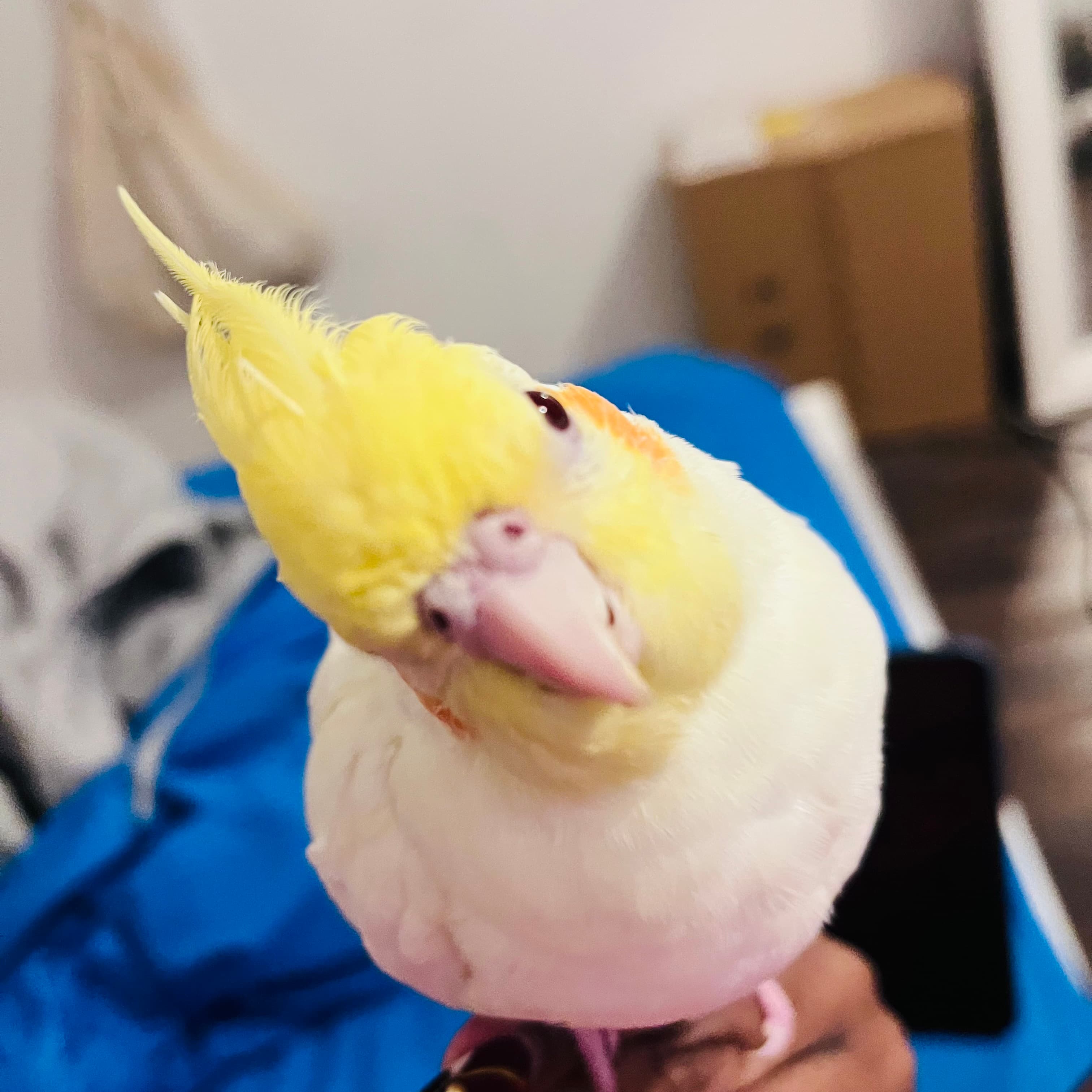 Yoshi, available for adoption — photo 1 of 5