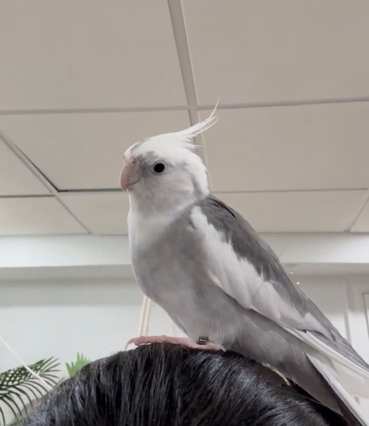 Woodstock, available for adoption — photo 1 of 1