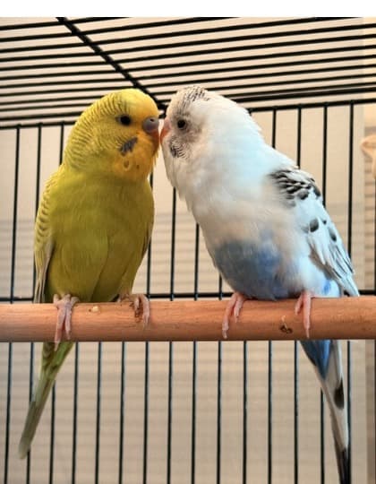 Lulu & Pepper - Bonded Budgie Pair, available for adoption — photo 1 of 6