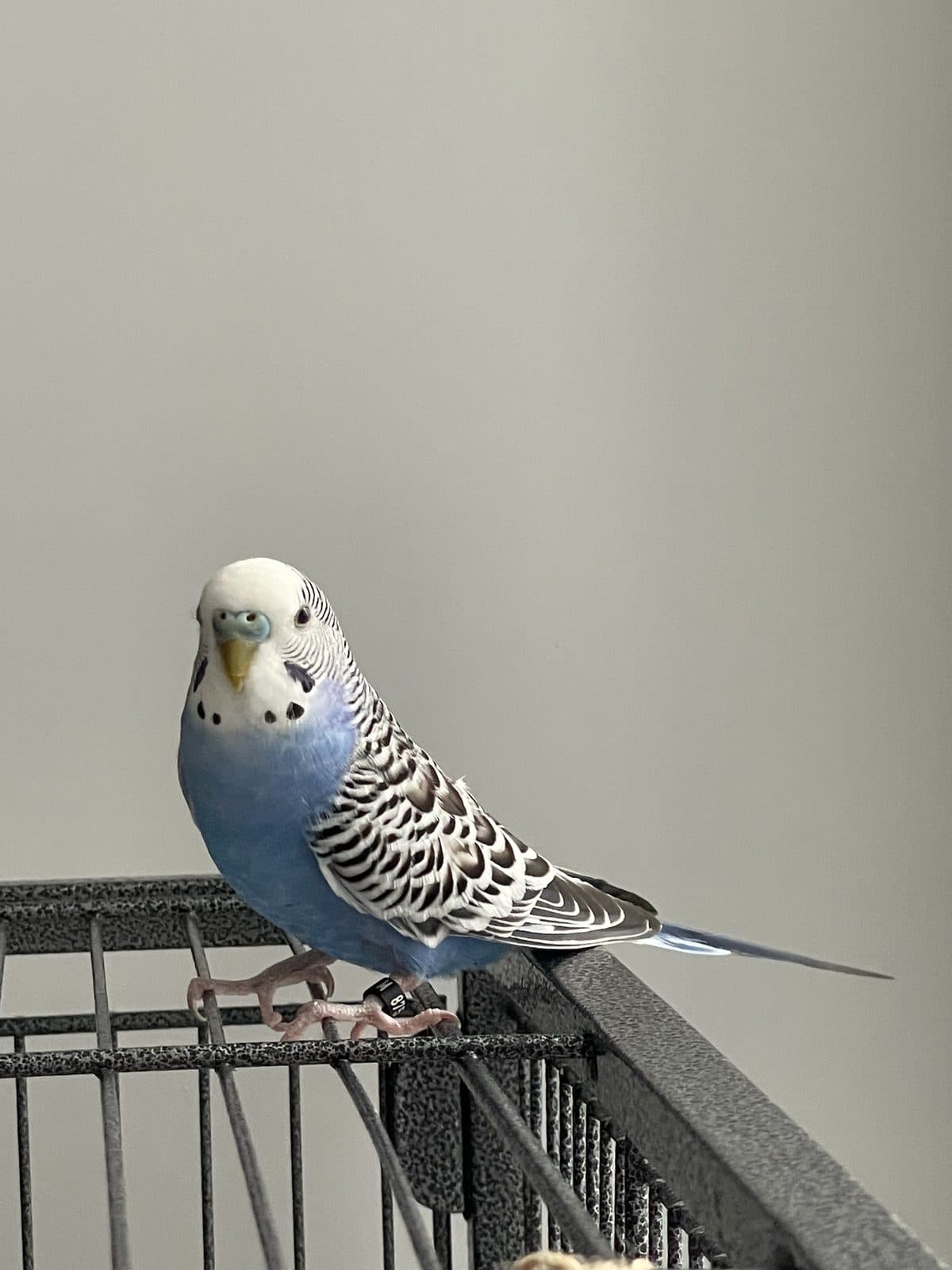 Sky, available for adoption — photo 1 of 3