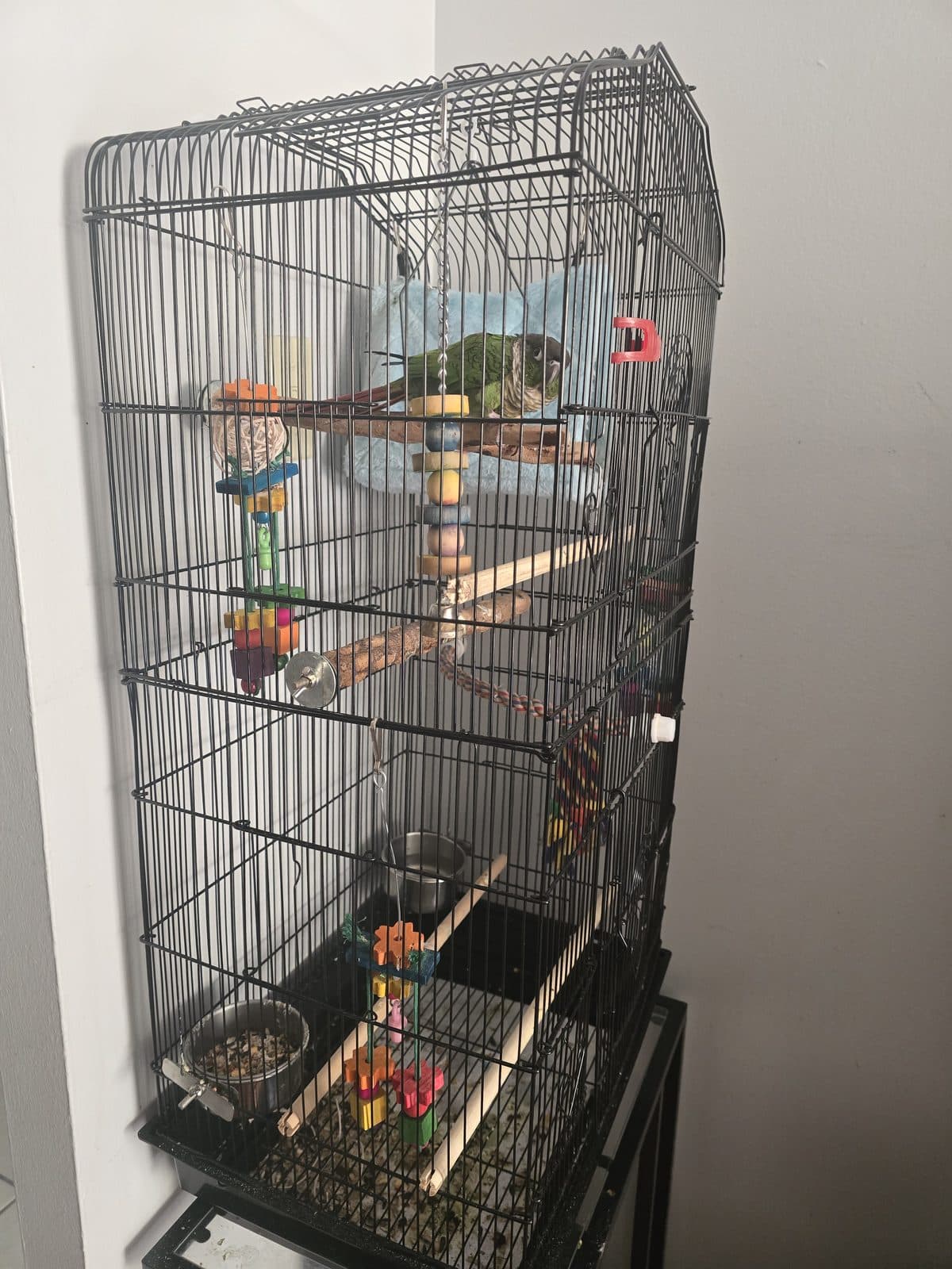 BabyBat, available for adoption — photo 1 of 4