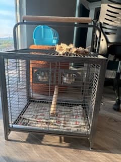 Baby and Casper, available for adoption — photo 1 of 18