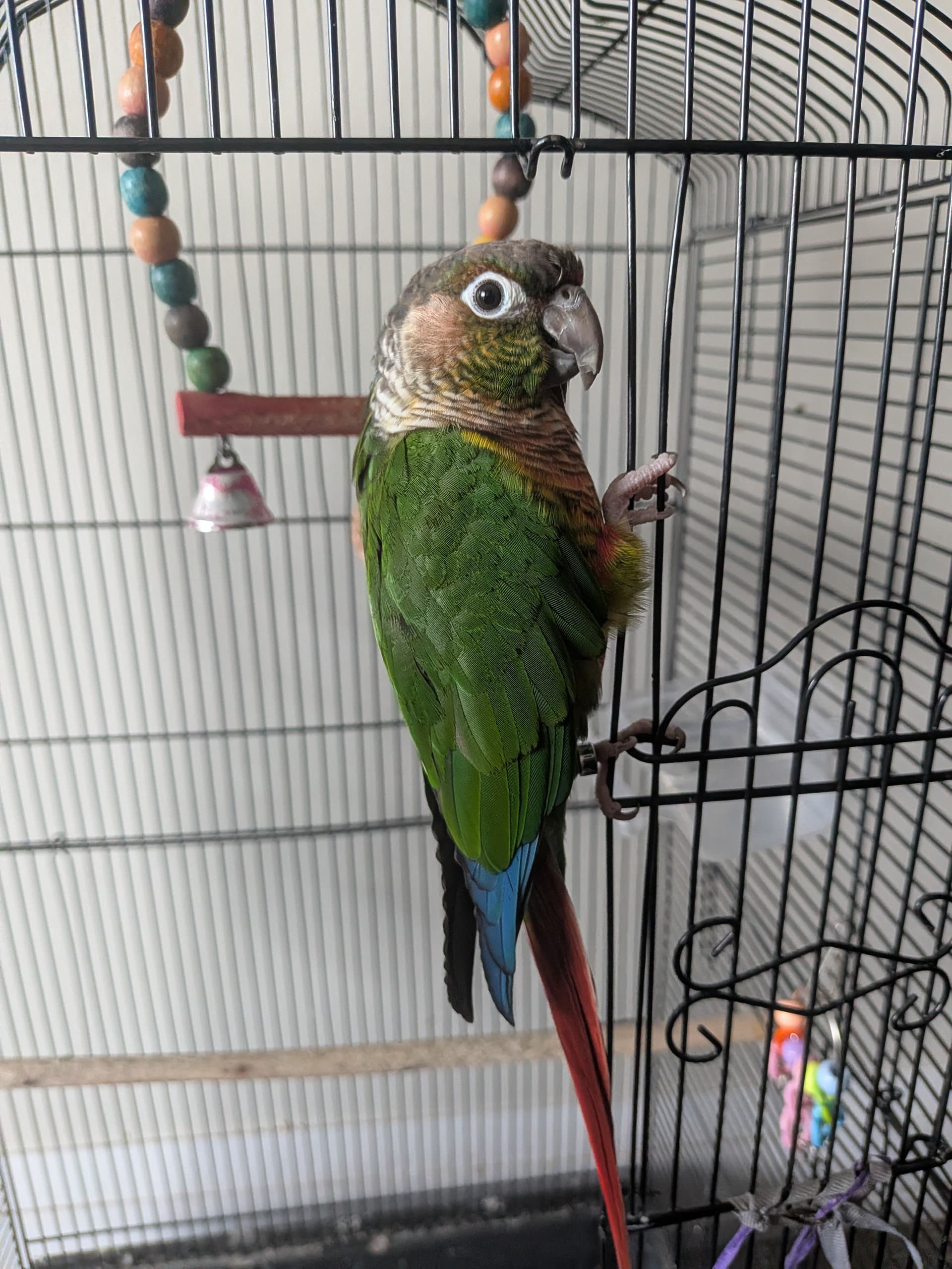 Biju, available for adoption — photo 1 of 4