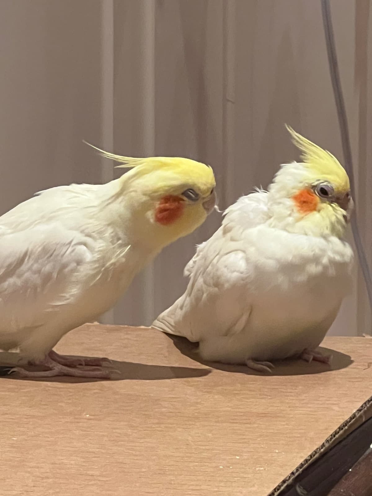 Understanding and Managing Hormonal Behaviour in Companion Birds