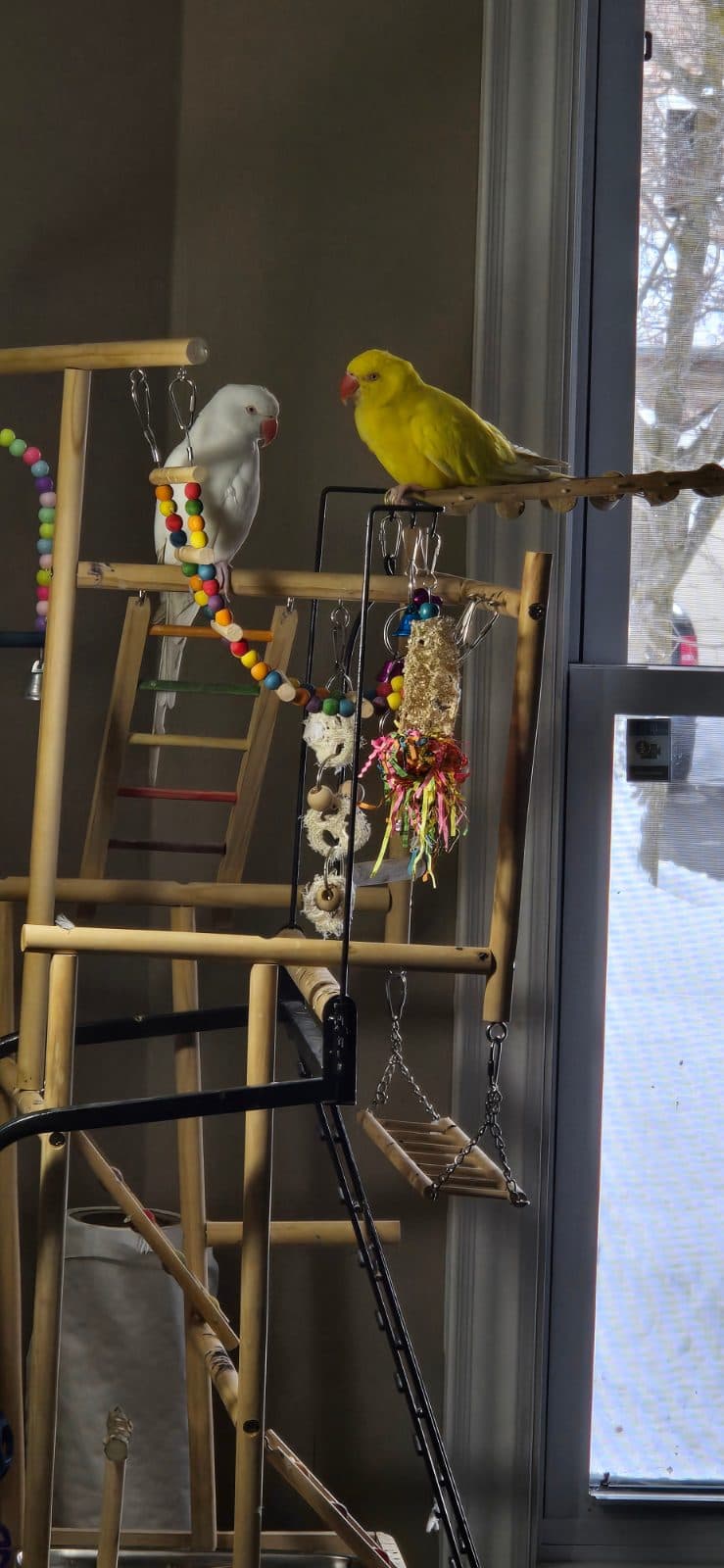 Choosing the Right Perches for Your Bird: A Guide for Toronto Bird Owners