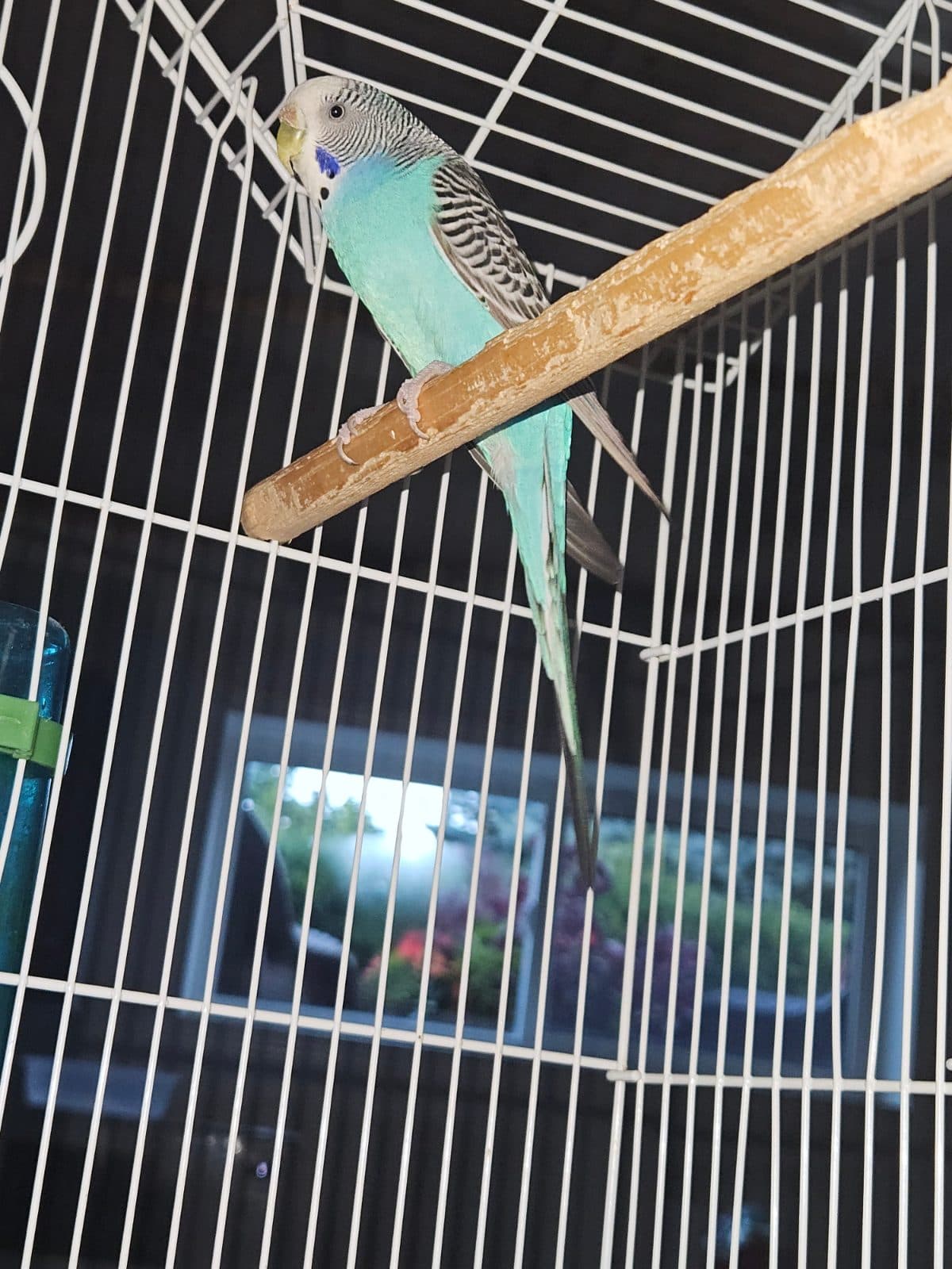 Understanding Your Bird's Poop: A Toronto Bird Owner's Guide to Avian Health