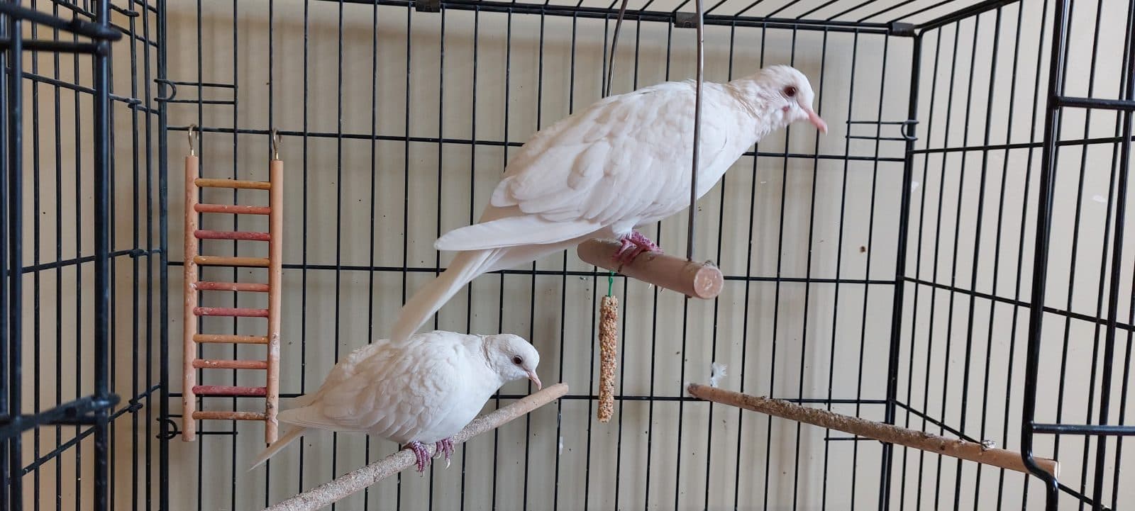 Timothy and Joy, a Lovebird available for adoption in Toronto, ON