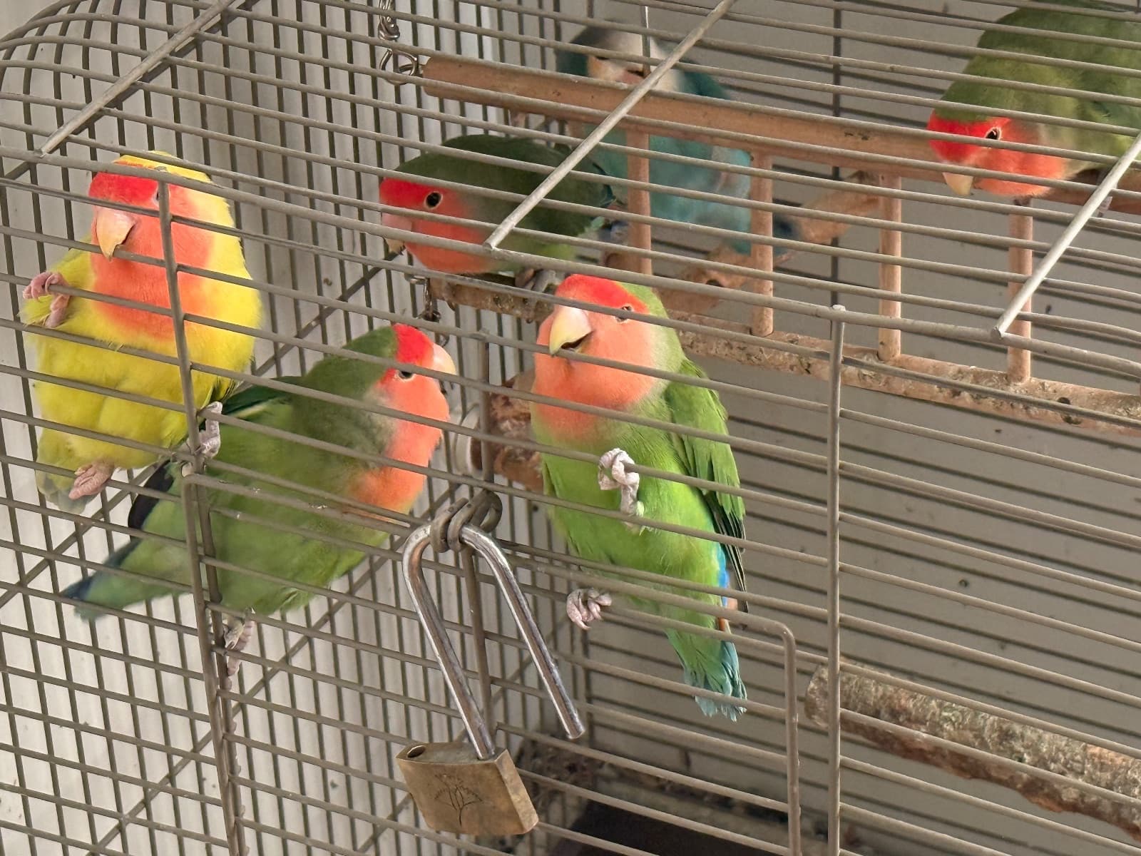 A Lovebird available for adoption in Montreal, QC
