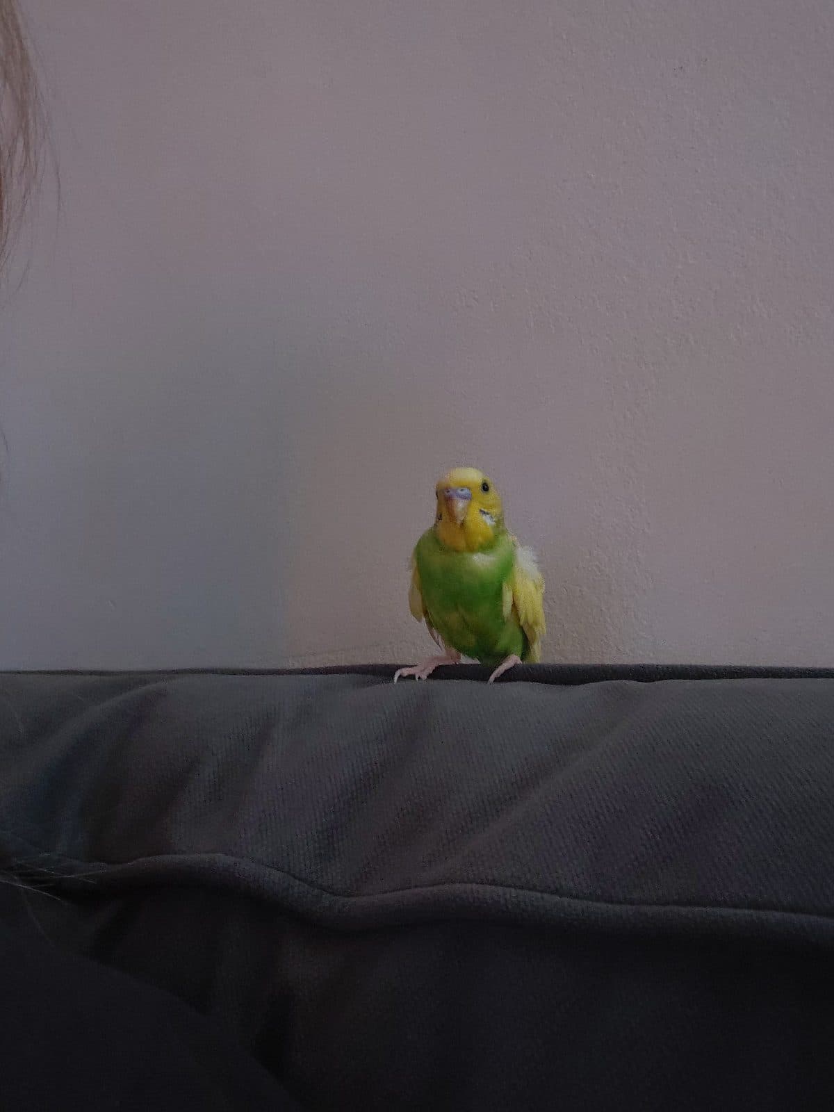 Nova, a Budgie available for adoption in Toronto, ON