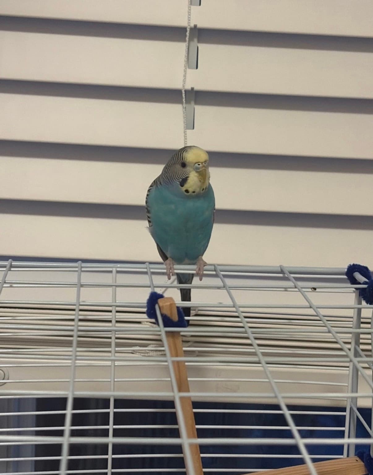 Bluey, a Budgie available for adoption in Calgary, AB