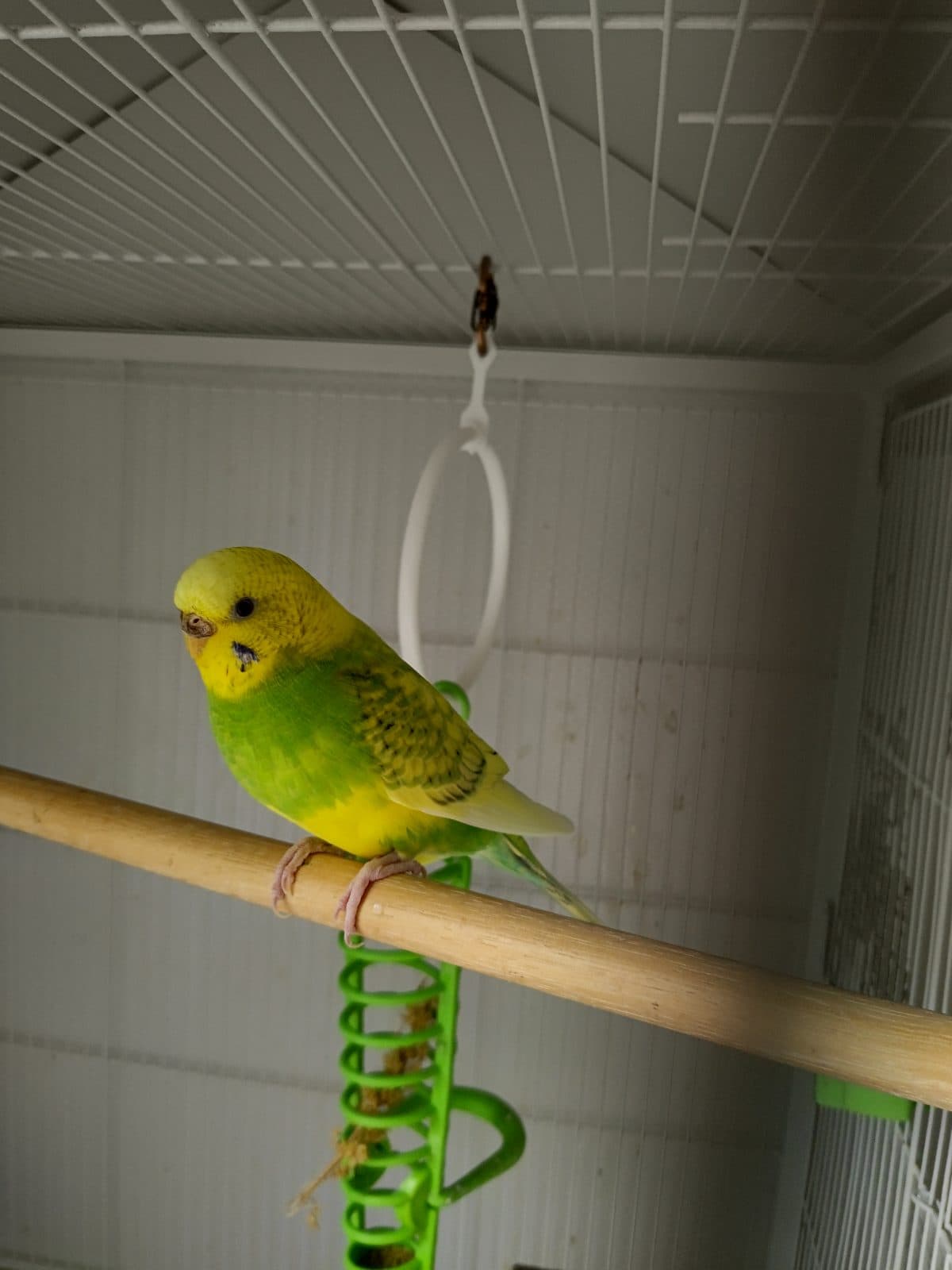 Minimizing Stress for Your Newly Adopted Bird in Toronto