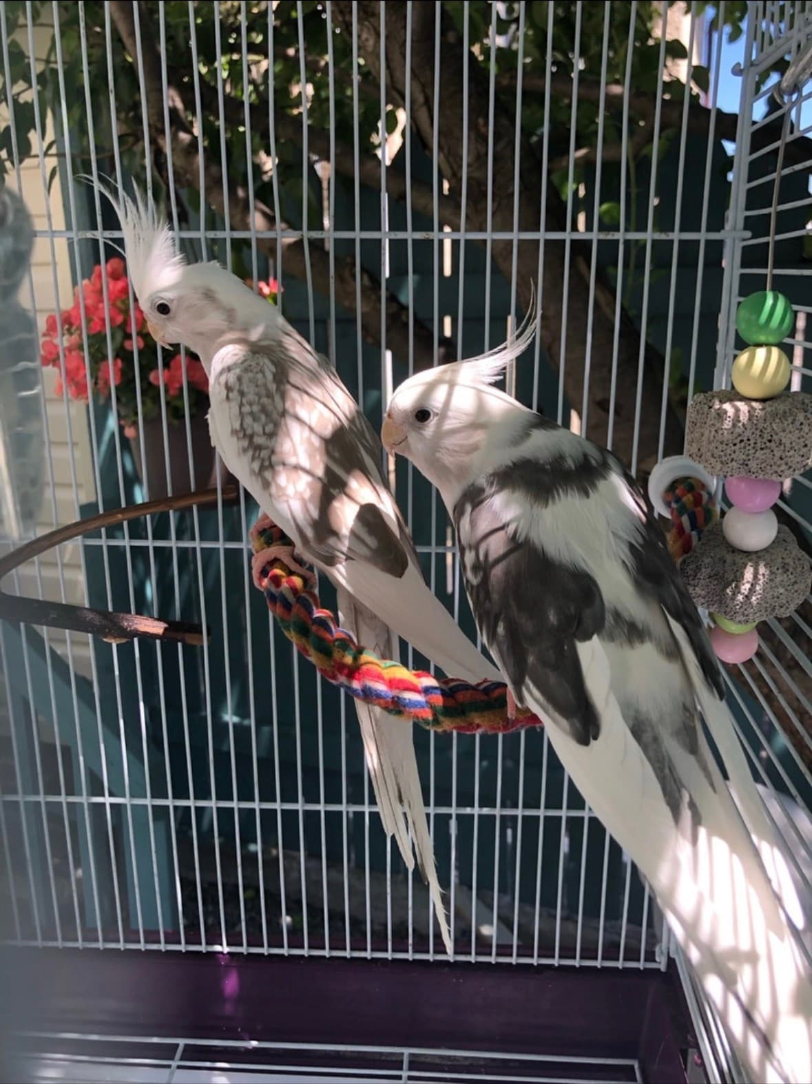 Understanding and Preventing Night Frights in Your Companion Bird: A Toronto Guide