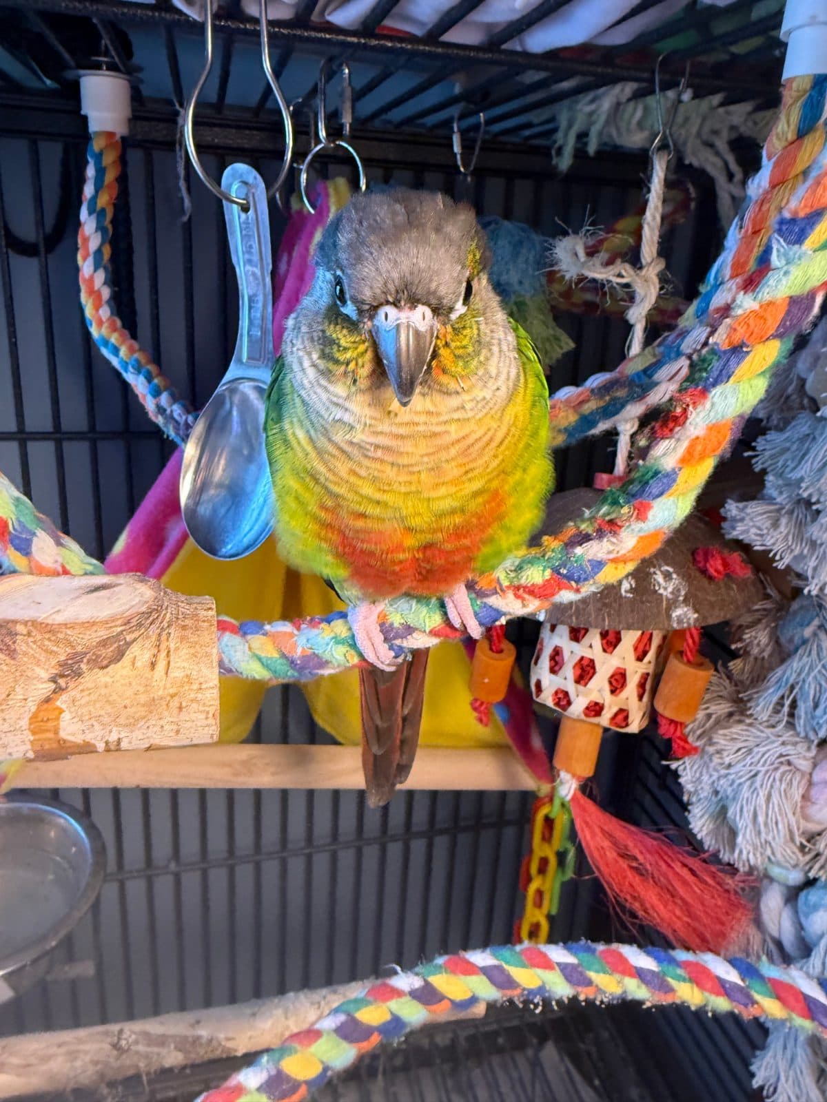 Rio, a Conure available for adoption in Vernon, BC