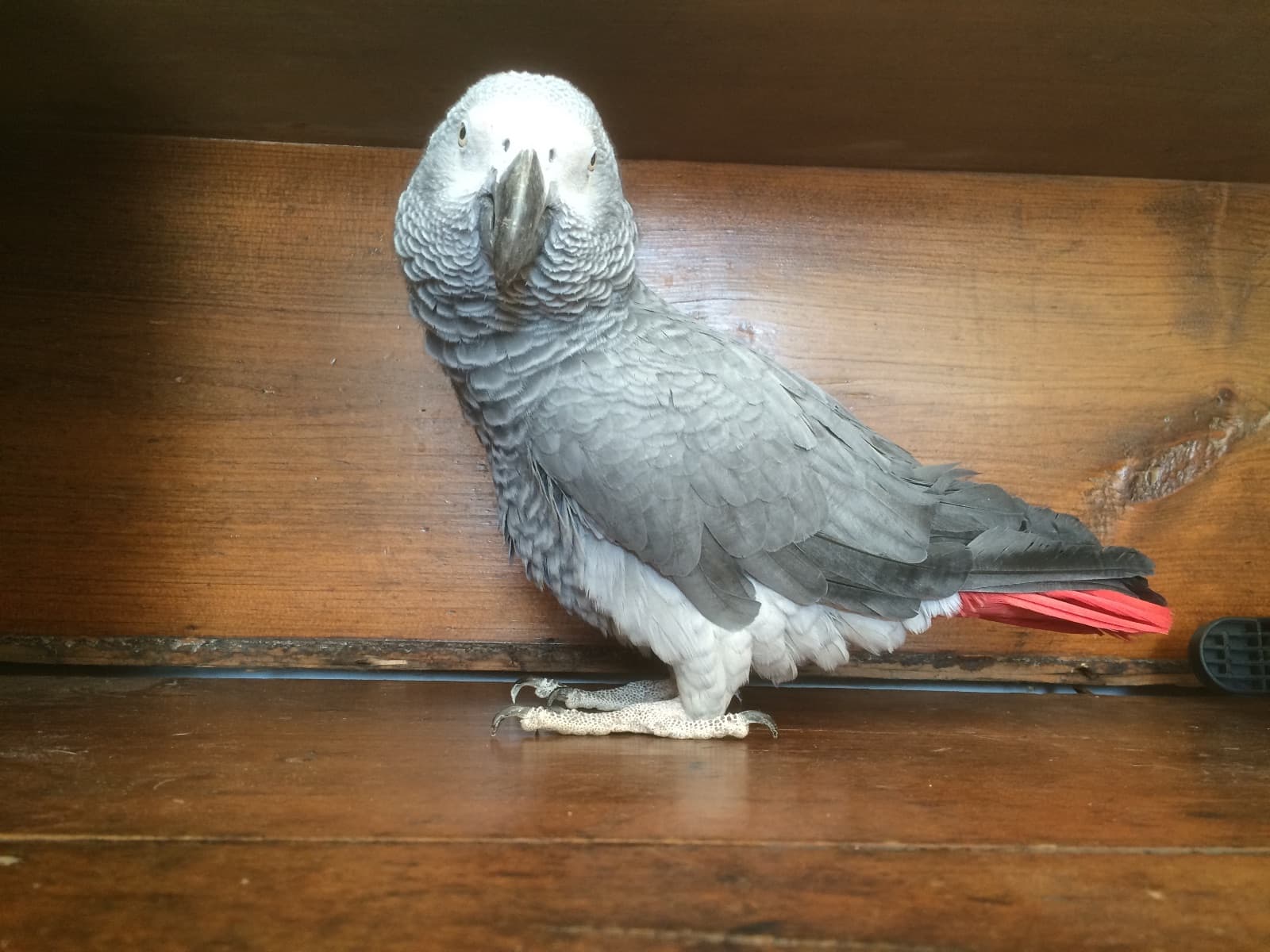 Fred, a African Grey available for adoption in Toronto, ON