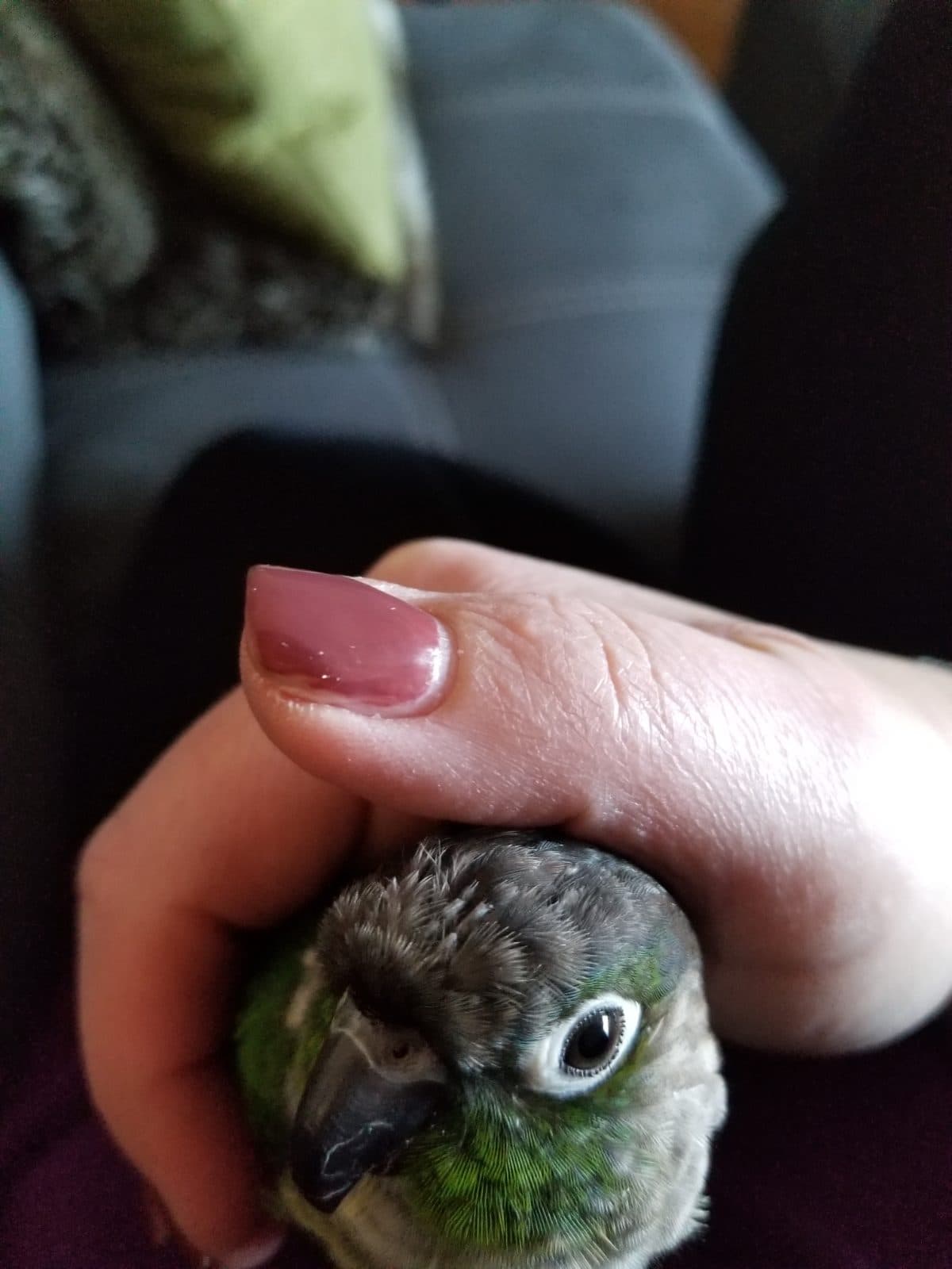 Mojito, available for adoption — photo 1 of 5
