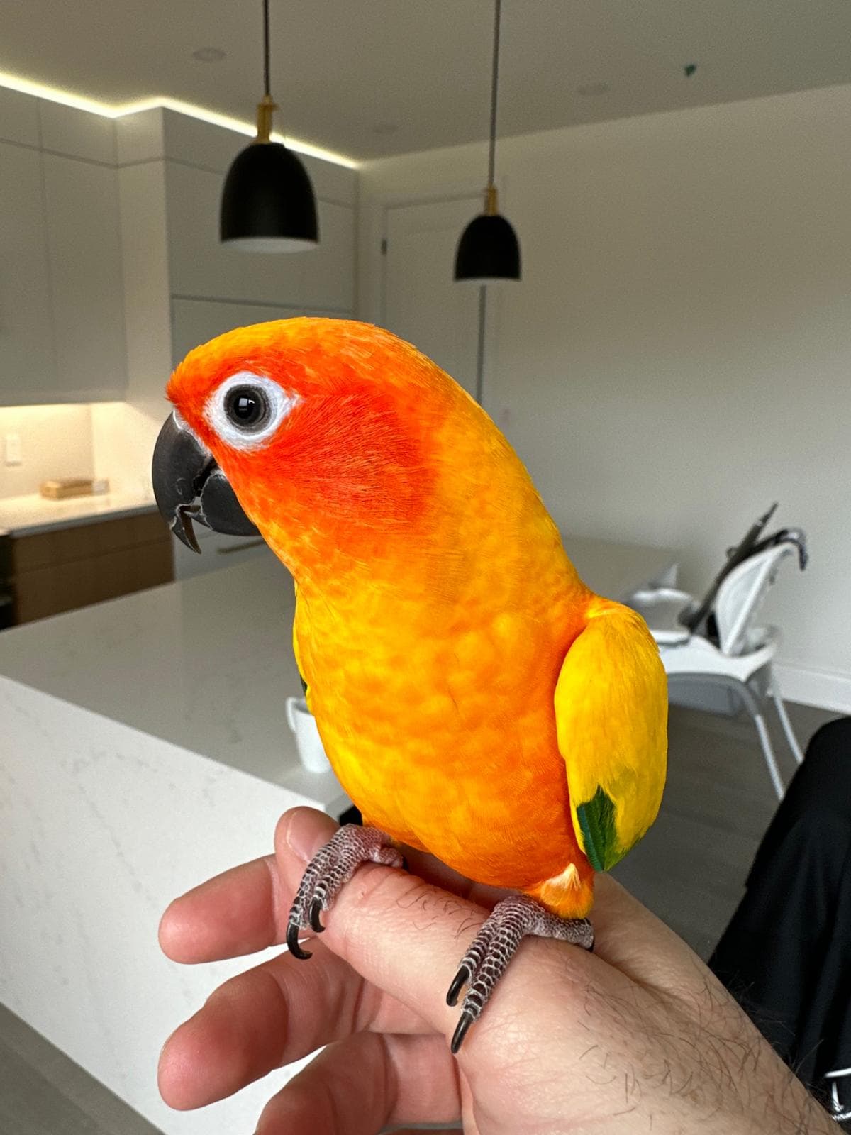 Norman, a Conure available for adoption in Hamilton, ON