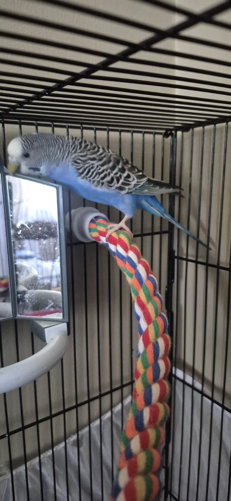 Blue and Delta, available for adoption — photo 1 of 2