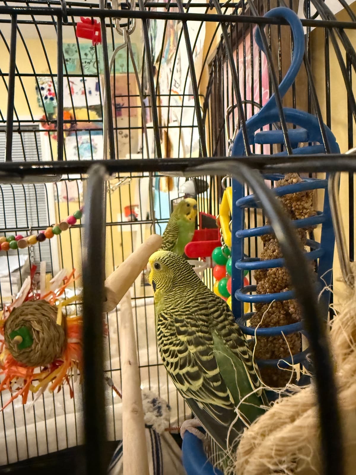 Bingo and Ivy, available for adoption — photo 1 of 10