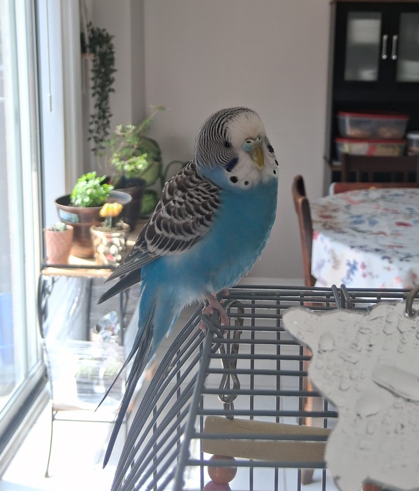 Ceila, available for adoption — photo 1 of 3