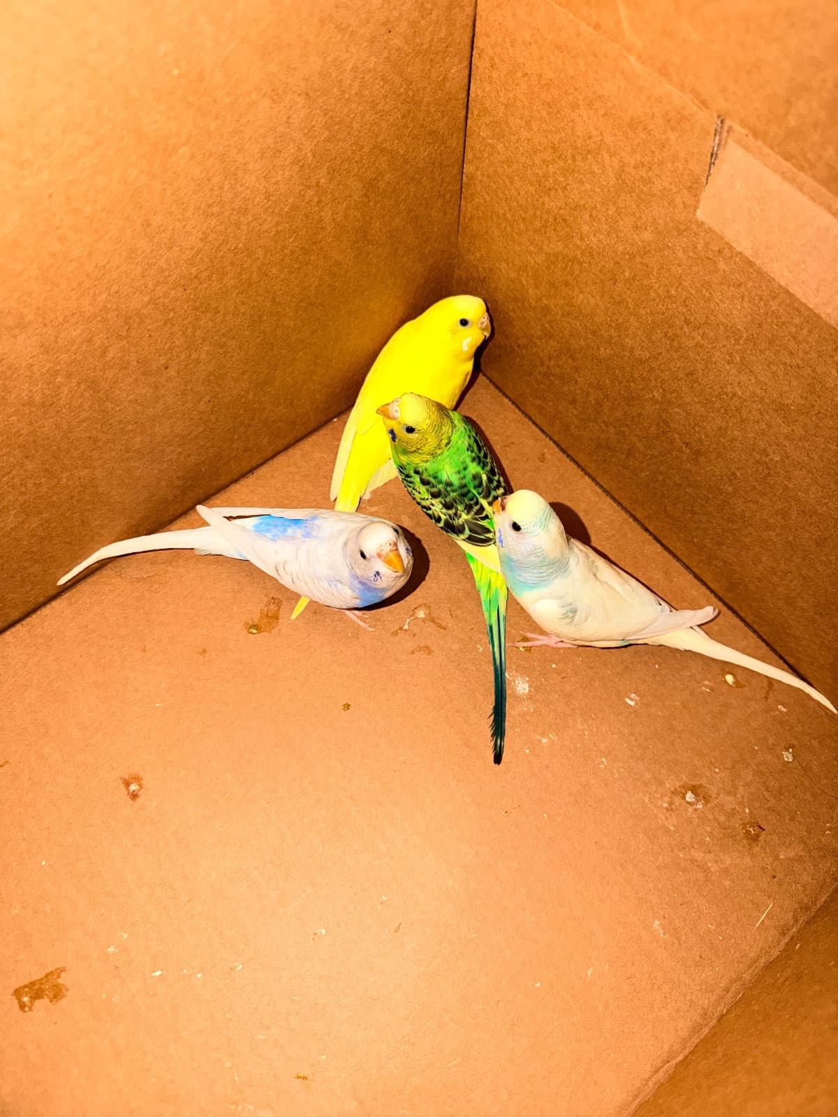 Pesto and pearly, available for adoption — photo 1 of 1